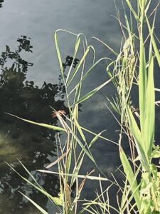 IMG_5736